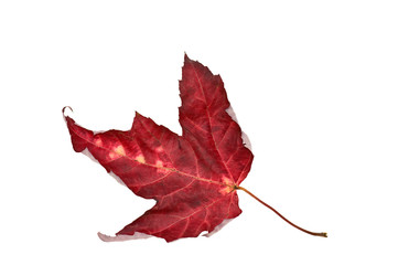 Autumn maple leaf...
