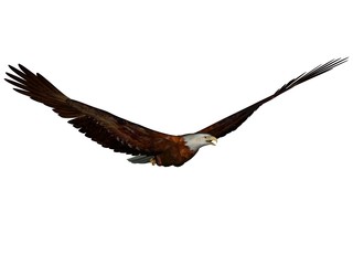 Eagle