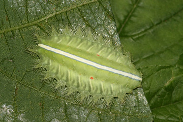 lepidoptera