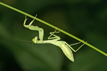 mantis