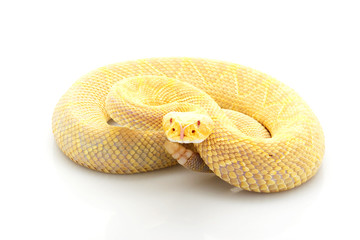 Albino Eastern diamondback rattlesnake