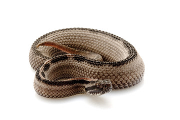 Striped pygmy rattlesnake