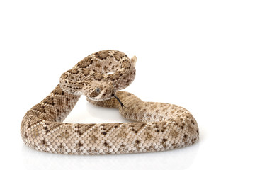 western diamondback rattlesnake