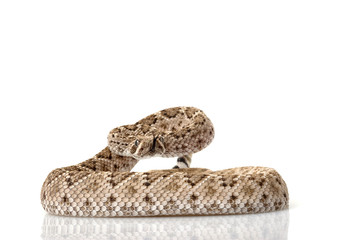 western diamondback rattlesnake