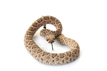 western diamondback rattlesnake