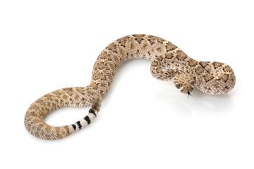 western diamondback rattlesnake