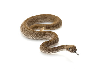 Patternless western diamondback rattlesnake