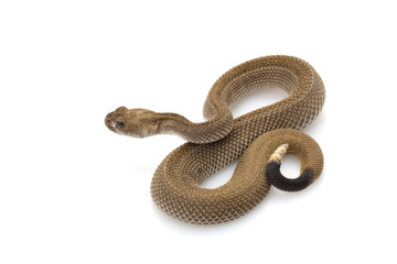 Obraz premium Patternless western diamondback rattlesnake