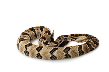 Canebrake rattlesnake