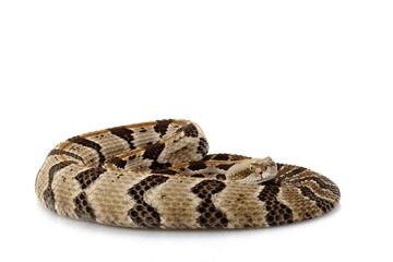 Canebrake rattlesnake