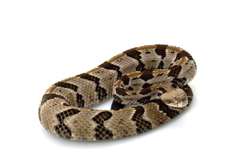 Canebrake rattlesnake
