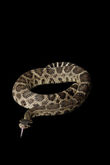 Eastern Diamondback Rattlesnake