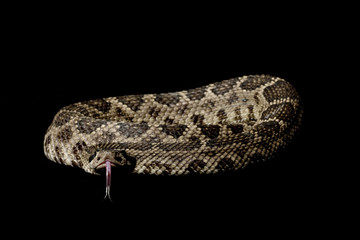 Eastern Diamondback Rattlesnake