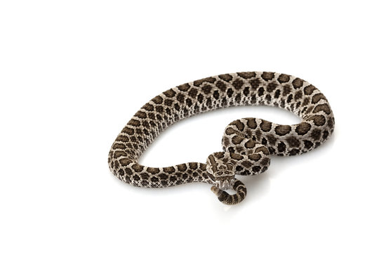 Massasauga