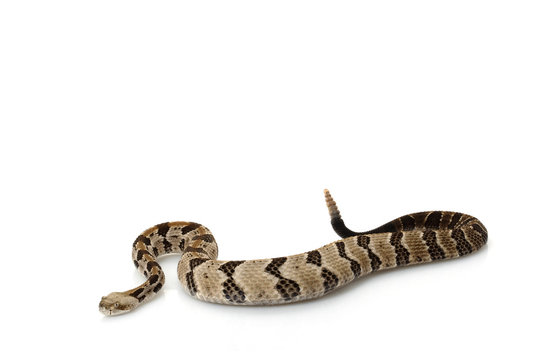 Canebrake rattlesnake