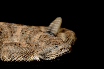Speckled Rattlesnake