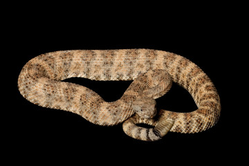 Speckled Rattlesnake