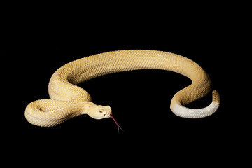 Albino Western Diamondback Rattlesnake