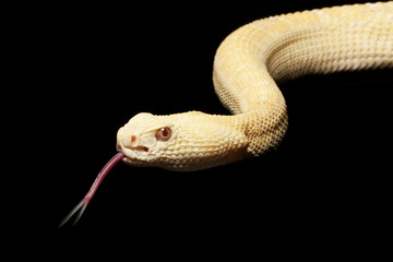 Albino Western Diamondback Rattlesnake