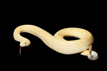 Albino Western Diamondback Rattlesnake