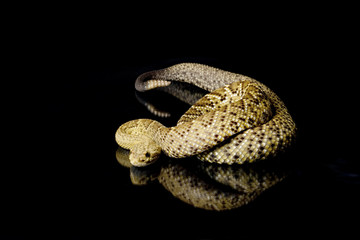 Mexican west coast rattlesnake