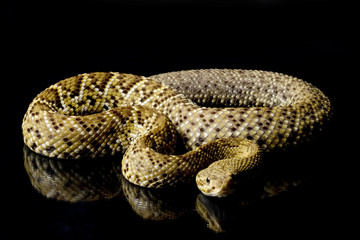 Mexican west coast rattlesnake