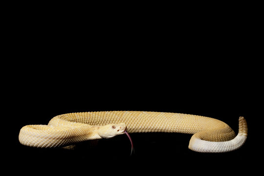 Albino Western Diamondback Rattlesnake