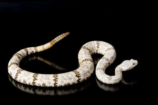 banded rock rattlesnake