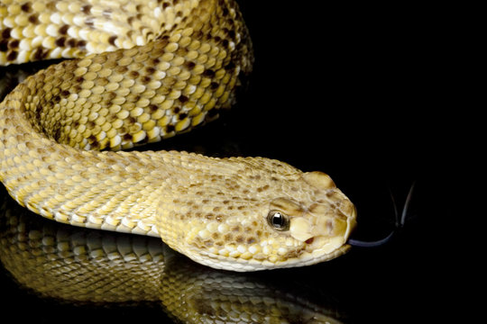 Mexican west coast rattlesnake