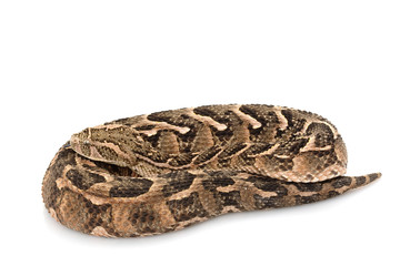Puff adder