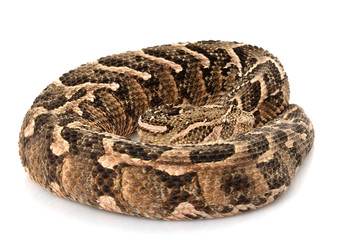 Puff adder