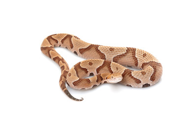 Copperhead