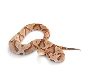 Obraz premium Copperhead