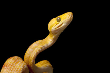 Amazon tree boa
