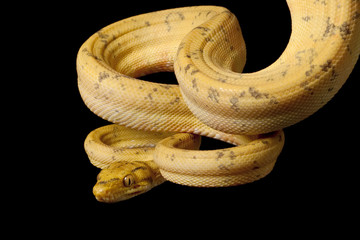 Amazon tree boa