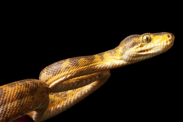 Amazon tree boa