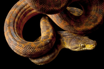 Obraz premium Amazon tree boa