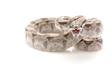 Ghost Columbian red-tailed boa