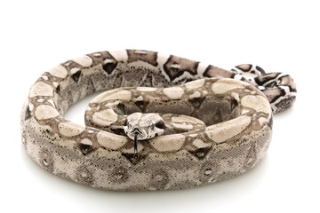 Ghost Columbian red-tailed boa