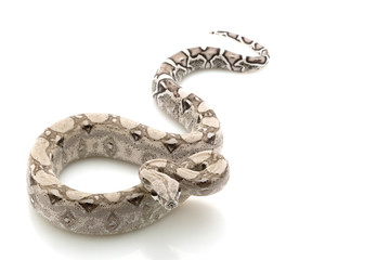 Ghost Columbian red-tailed boa