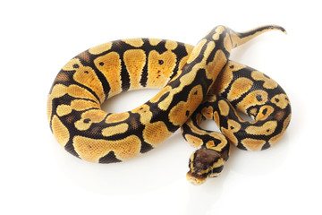 pastel ball python
