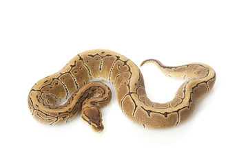 pastel pinstripe ball python