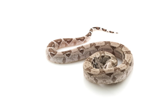Ghost Columbian red-tailed boa