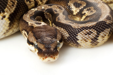 inferno ball python