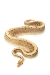 Obraz premium chocolate spinner ball python