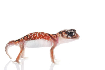 Midline Knob-tailed Gecko