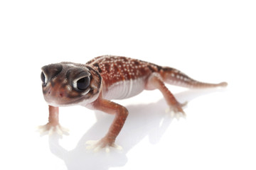 Midline Knob-tailed Gecko