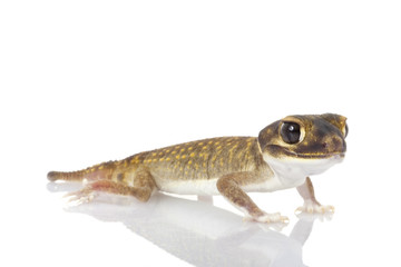 Stellate Knob-tailed Gecko