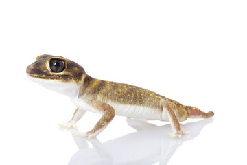 Stellate Knob-tailed Gecko - obrazy, fototapety, plakaty