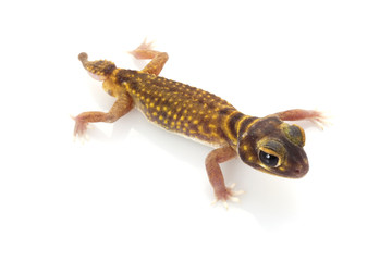 Stellate Knob-tailed Gecko